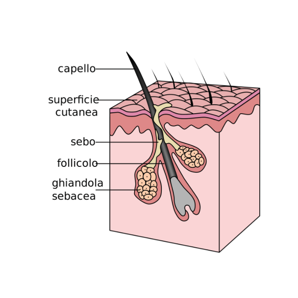 Immagine dell'anatomia del capello